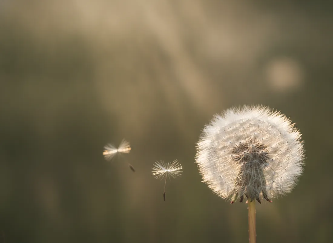 Pusteblume im weichen Licht